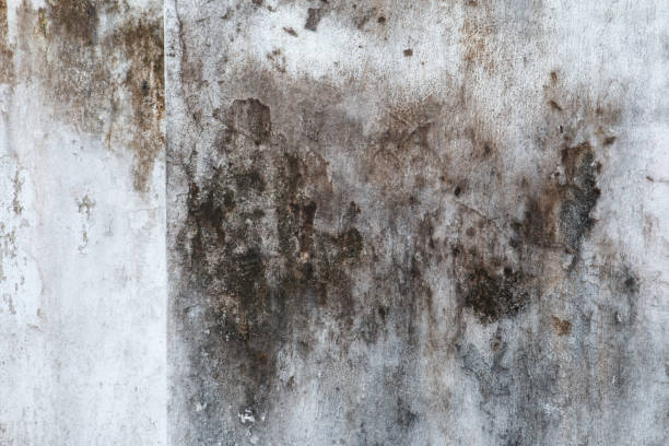 Best Residential Mold Inspection & Testing  in Huron, SD