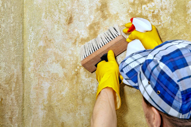 Best Forensic Mold Investigation  in Huron, SD
