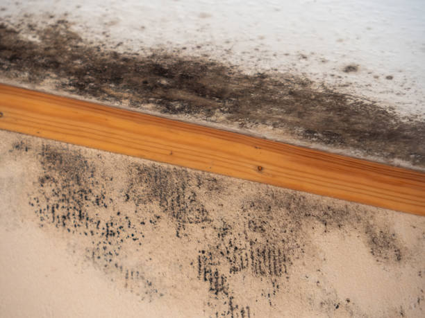 Best Comprehensive Air Testing for Mold Contaminants  in Huron, SD